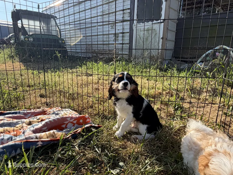 Whiskey – Cavalier King Charles Spaniel puppy for sale in Lebanon, MO