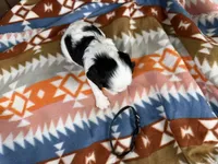 Gary, a male Cavalier King Charles Spaniel for sale in Lebanon, MO – 3 of 4