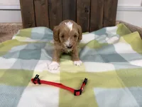 Seb, a male Cavapoo for sale in Lebanon, MO – 1 of 3
