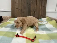 Seb, a male Cavapoo for sale in Lebanon, MO – 3 of 3