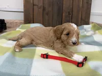Seb, a male Cavapoo for sale in Lebanon, MO – 2 of 3