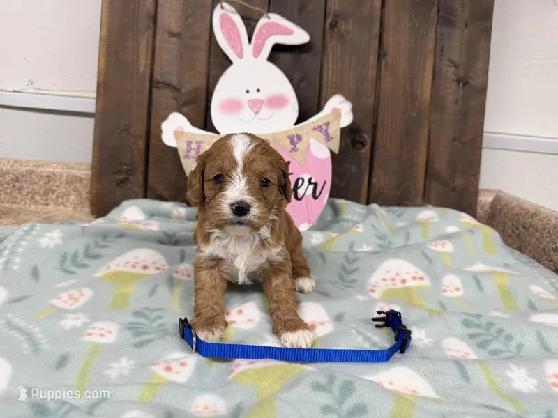 Nolan – Cavapoo puppy for sale in Lebanon, MO