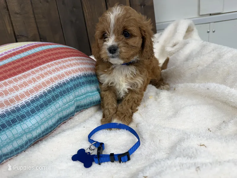 Nolan – Cavapoo puppy for sale in Lebanon, MO
