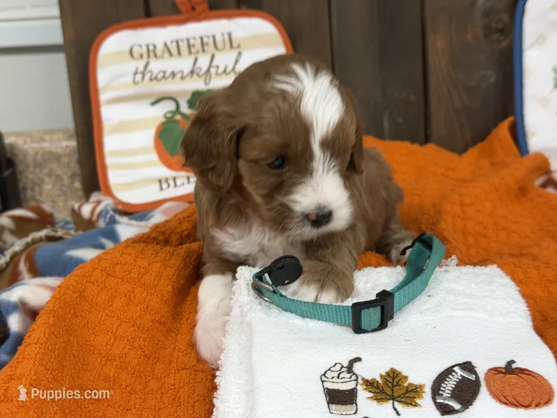 Ian – Cavapoo puppy for sale in Lebanon, MO