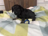 Billy, a male Cavapoo for sale in Lebanon, MO – 2 of 4