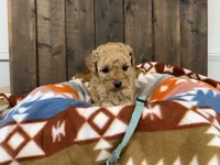 Gabe, a male Poodle - Miniature  for sale in Lebanon, MO – Photo 4 of 7