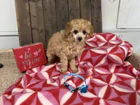 Gabe, a male Poodle - Miniature  for sale in Lebanon, MO – Photo 2 of 7