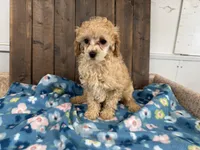 Gabe, a male Poodle - Miniature  for sale in Lebanon, MO – Photo 1 of 7