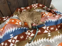 Gabe, a male Poodle - Miniature  for sale in Lebanon, MO – Photo 7 of 7