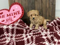 Gabe, a male Poodle - Miniature  for sale in Lebanon, MO – Photo 6 of 7