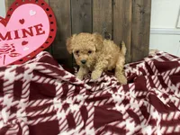 Gabe, a male Poodle - Miniature  for sale in Lebanon, MO – Photo 5 of 7