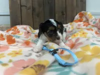 Romeo, a male Cavapoo for sale in Lebanon, MO – 1 of 4