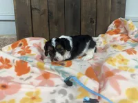 Romeo, a male Cavapoo for sale in Lebanon, MO – 4 of 4