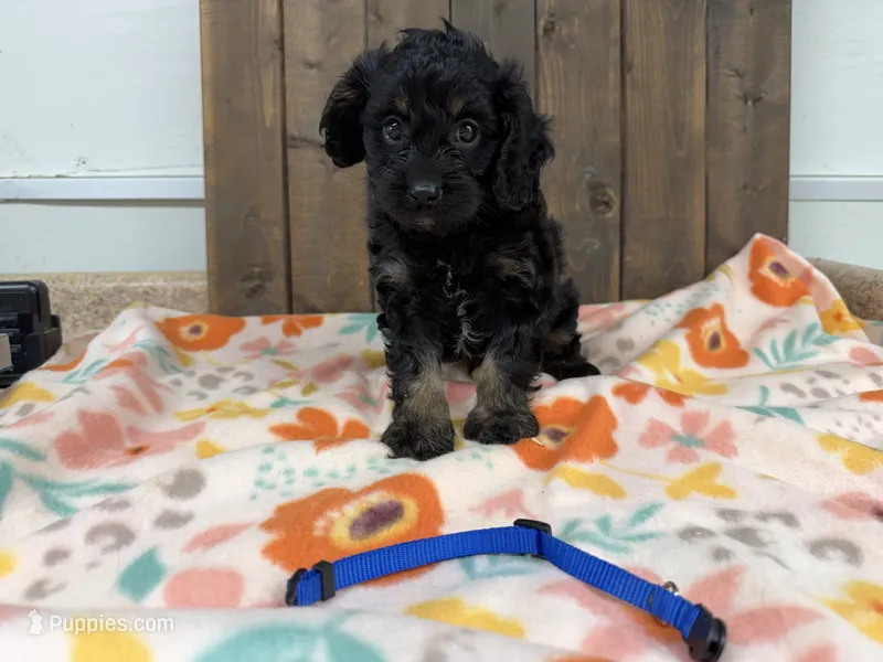 Billy – Cavapoo puppy for sale in Lebanon, MO