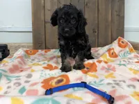 Billy, a male Cavapoo for sale in Lebanon, MO – 5 of 9