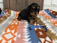Elroy, a male Cavalier King Charles Spaniel for sale in Lebanon, MO – 3 of 3