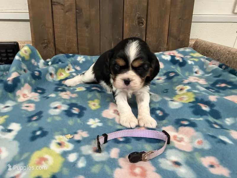 Willow – Cavalier King Charles Spaniel puppy for sale in Lebanon, MO