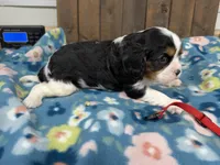 Valor, a male Cavalier King Charles Spaniel for sale in Lebanon, MO – 3 of 4