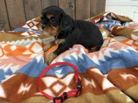 Gus, a male Cavalier King Charles Spaniel for sale in Lebanon, MO – 4 of 4