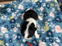 Valor, a male Cavalier King Charles Spaniel for sale in Lebanon, MO – 4 of 4