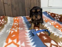 Elroy, a male Cavalier King Charles Spaniel for sale in Lebanon, MO – 2 of 3