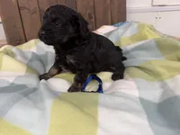 Billy, a male Cavapoo for sale in Lebanon, MO – 4 of 4