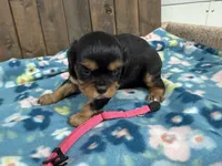Vera, a female Cavalier King Charles Spaniel for sale in Lebanon, MO – 2 of 3