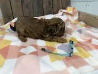 Landron, a male Shihpoo for sale in Lebanon, MO – Photo 2 of 4