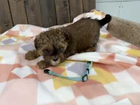 Landron, a male Shihpoo for sale in Lebanon, MO – Photo 3 of 4