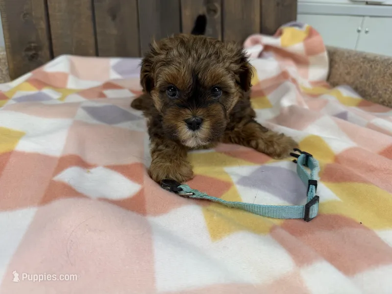 Landron – Shihpoo puppy for sale in Lebanon, MO