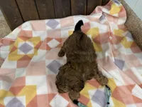 Landron, a male Shihpoo for sale in Lebanon, MO – Photo 4 of 4