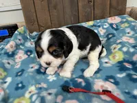 Valor, a male Cavalier King Charles Spaniel for sale in Lebanon, MO – 2 of 4