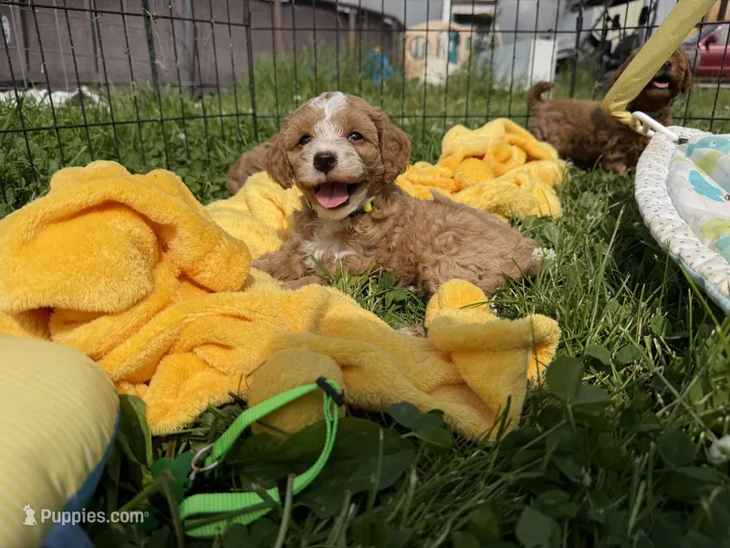 Sarge – Cavapoo puppy for sale in Lebanon, MO
