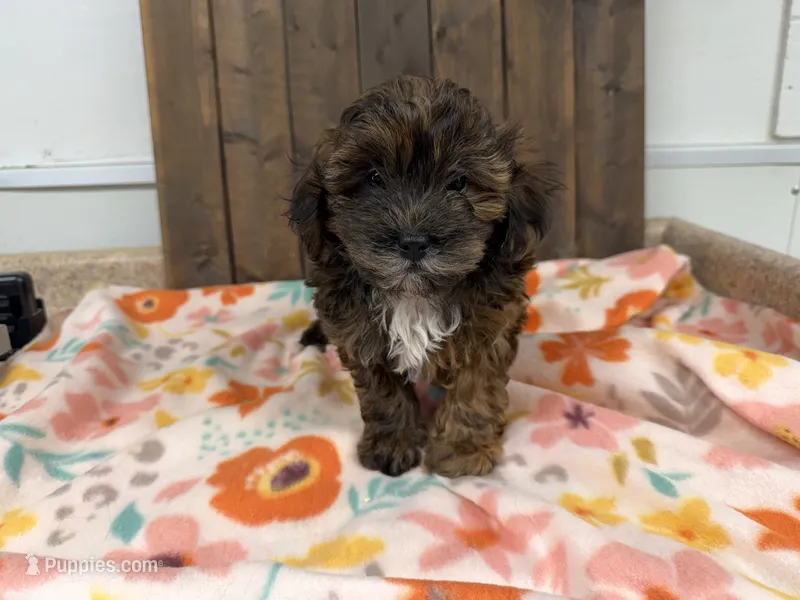 Amelia – Shihpoo puppy for sale in Lebanon, MO