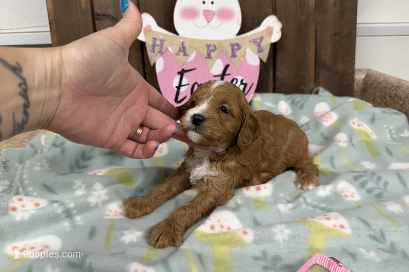 Nikki – Cavapoo puppy for sale in Lebanon, MO
