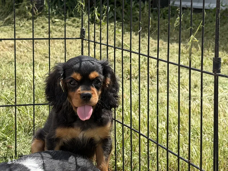 Vegas – Cavalier King Charles Spaniel puppy for sale in Lebanon, MO
