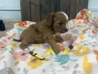Rosa, a female Cavapoo for sale in Lebanon, MO – 3 of 3