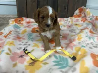 Rosa, a female Cavapoo for sale in Lebanon, MO – 1 of 3