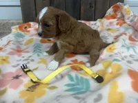 Rosa, a female Cavapoo for sale in Lebanon, MO – 2 of 3