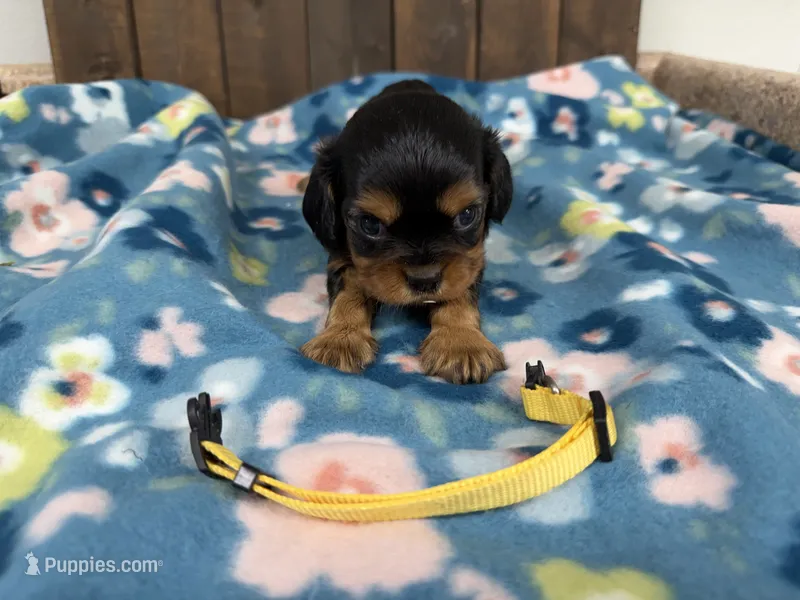 Vegas – Cavalier King Charles Spaniel puppy for sale in Lebanon, MO