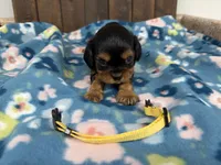 Vegas, a male Cavalier King Charles Spaniel for sale in Lebanon, MO – 1 of 3