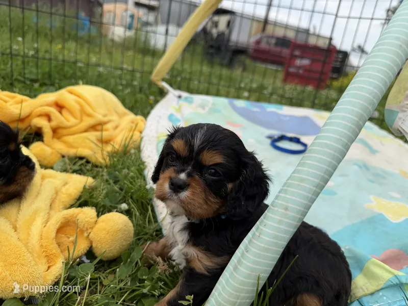Talos – Cavalier King Charles Spaniel puppy for sale in Lebanon, MO