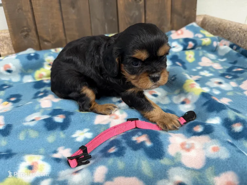 Vera – Cavalier King Charles Spaniel puppy for sale in Lebanon, MO