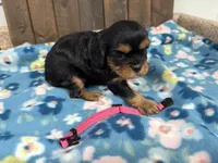 Vera, a female Cavalier King Charles Spaniel for sale in Lebanon, MO – 1 of 3