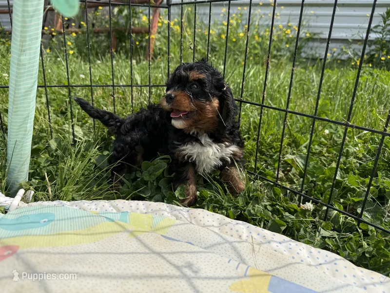 Rex – Cavapoo puppy for sale in Lebanon, MO