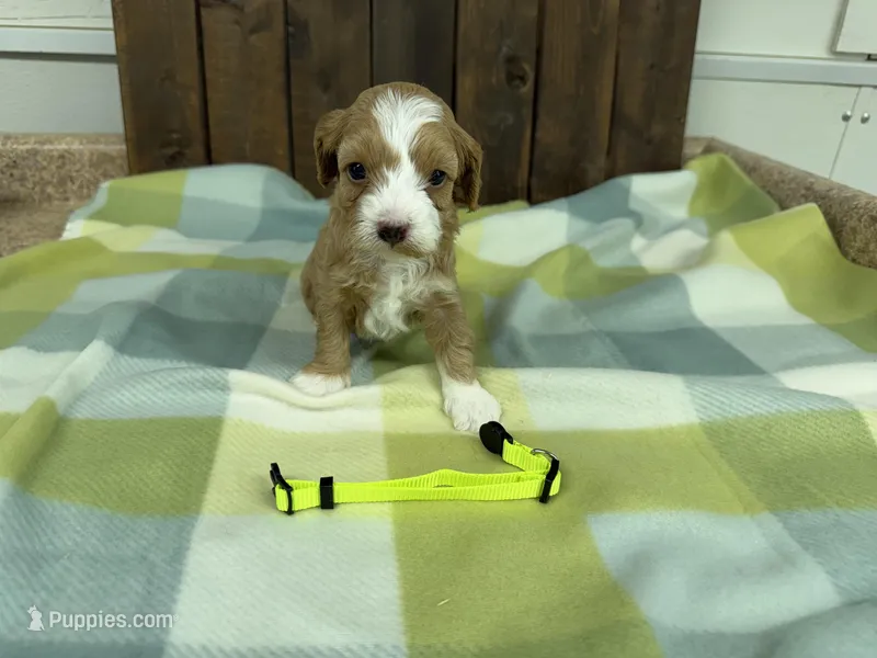 Sarge – Cavapoo puppy for sale in Lebanon, MO