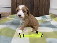 Sarge, a male Cavapoo for sale in Lebanon, MO – 2 of 3