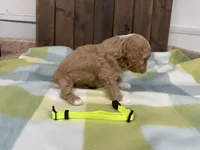 Sarge, a male Cavapoo for sale in Lebanon, MO – 3 of 3