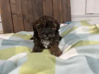 Amelia, a female Shihpoo for sale in Lebanon, MO – 4 of 4