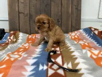 Echo, a male Cavalier King Charles Spaniel for sale in Lebanon, MO – 3 of 4